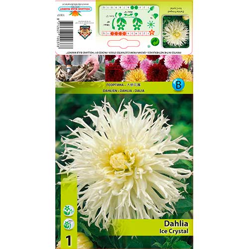 Dália Ice Crystal kép 1 termék 76560