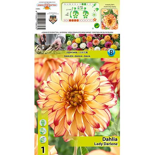 Dália Lady Darlene termék fotó 1 Dália Lady Darlene kép 1 termék 70377