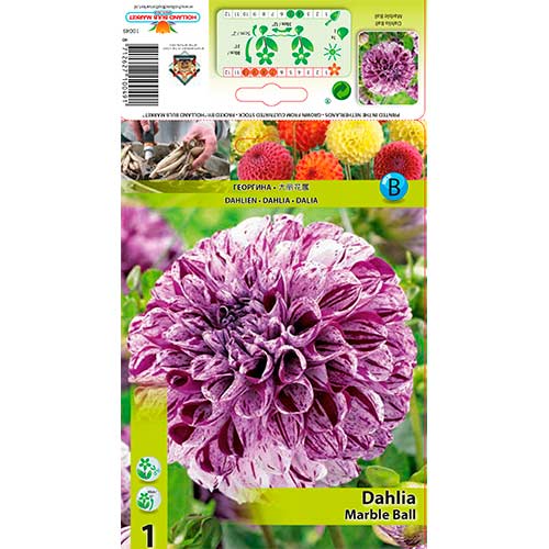 Dália Marble Ball kép 1 termék 76215