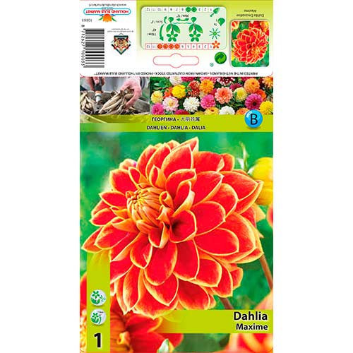 Dália Maxime kép 1 termék 76423