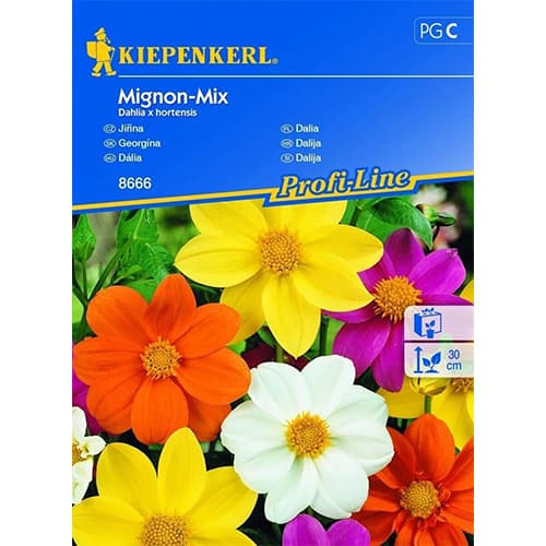 Dália Mignon, színkeverék kép 1 termék 96525