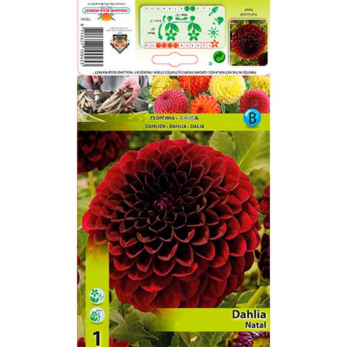Dália Natal kép 1 termék 76568