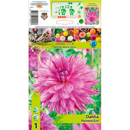 Dália Painted Girl kép 1 termék 76574