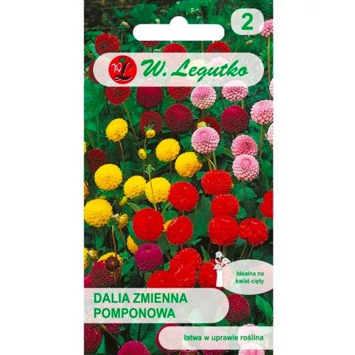 Dália Pompon, színkeverék Legutko termék fotó 1 Dália Pompon, színkeverék Legutko kép 1 termék 50091