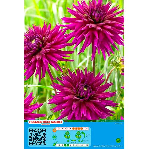 Dália Purple Gem termék fotó 1 Dália Purple Gem kép 1 termék 76427