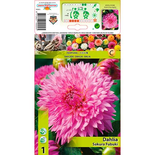 Dália Sakura Fubuki termék fotó 1 Dália Sakura Fubuki kép 1 termék 76221