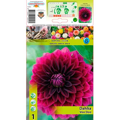 Dália Voo Doo termék fotó 1 Dália Voo Doo kép 1 termék 76561