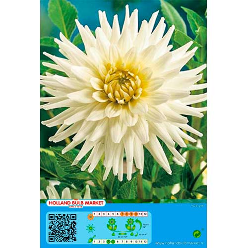 Dália White Star termék fotó 1 Dália White Star kép 1 termék 76430