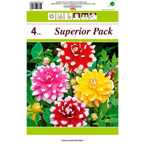 Dália White Top színkeverék kép 1 termék 76431