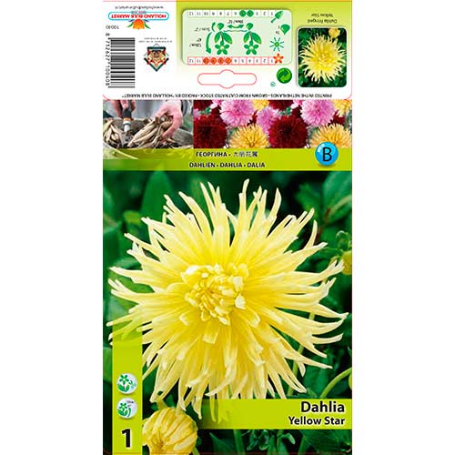 Dália Yellow Star termék fotó 1 Dália Yellow Star kép 1 termék 76432