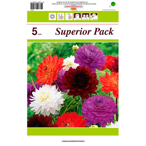 Dekortív dália színkeverék kép 1 termék 76415