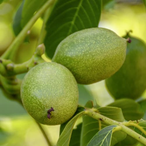 Dió Franquette, C2 termék fotó 1 Dió Franquette, C2 kép 1 termék 9686