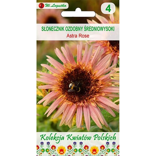 Dísz napraforgó Astra Rose termék fotó 1 Dísz napraforgó Astra Rose kép 1 termék 96748