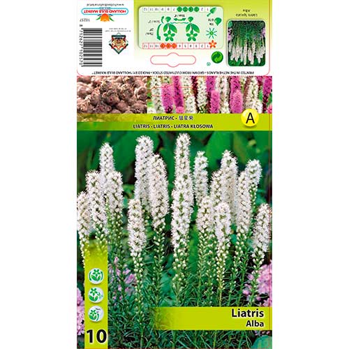 Díszcsorba (Liatris Spicata) Alba termék fotó 1 Díszcsorba (Liatris Spicata) Alba kép 1 termék 76301