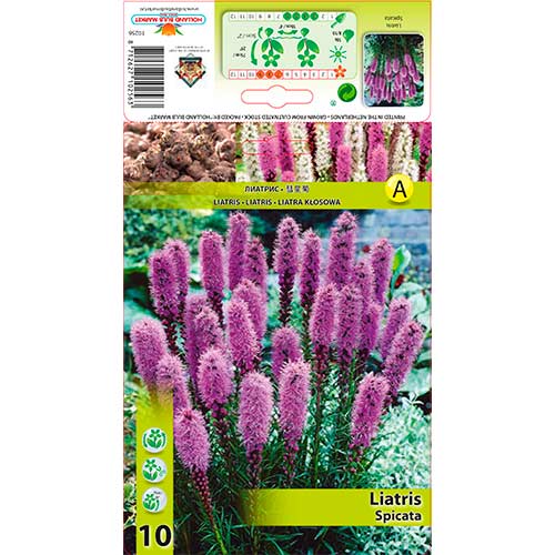 Díszcsorba (Liatris Spicata) termék fotó 1 Díszcsorba (Liatris Spicata) kép 1 termék 76300