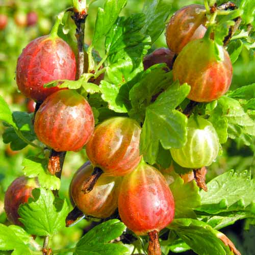 Egres Achilles kép 1 termék 5830