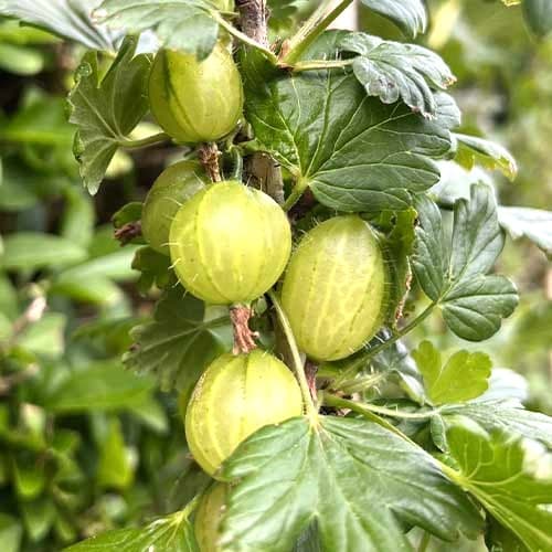 Egres Invicta kép 1 termék 7647