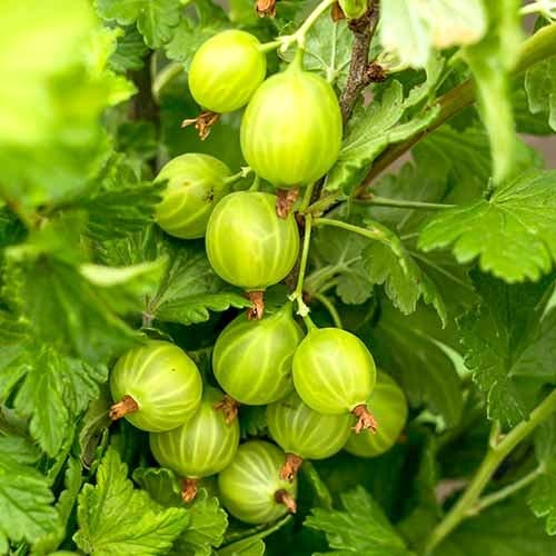 Egres Mucurines kép 1 termék 7646