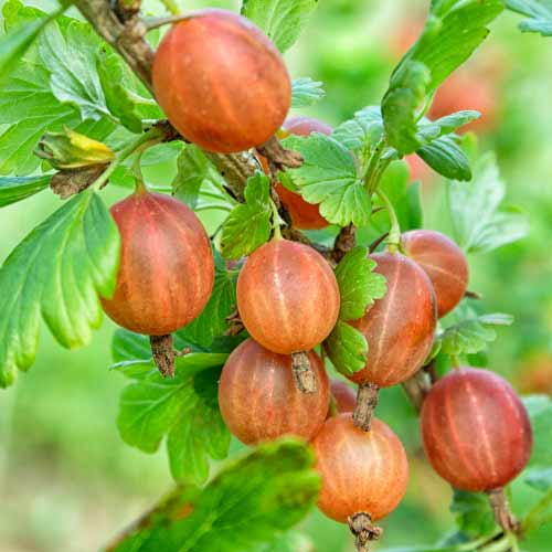 Egres tövis nélküli Captivator termék fotó 1 Egres tövis nélküli Captivator kép 1 termék 7593