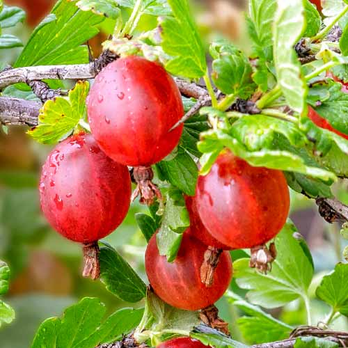 Egres tövis nélküli Spinefree kép 1 termék 7648