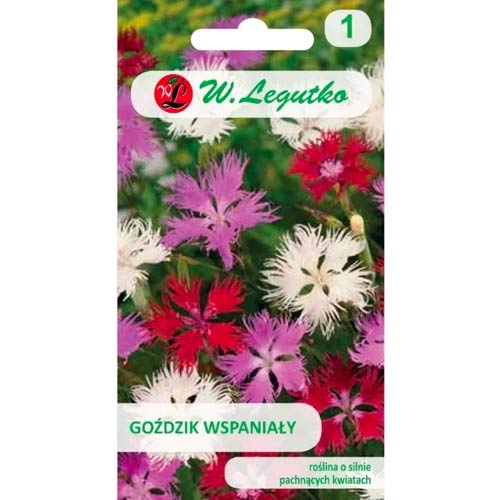 Egy csodálatos szegfű, színkeverék Legutko kép 1 termék 50103