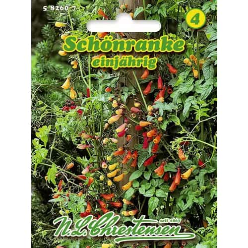 Egynyári Chilei Dicsőség Virág kép 1 termék 96417