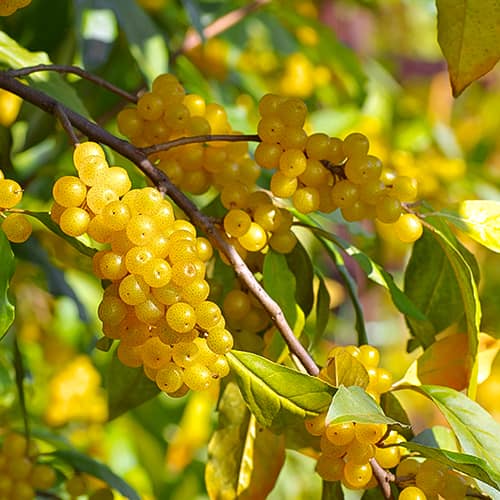 Elaeagnus umbellata Pointilla Fortunella®, С2 kép 1 termék 7770