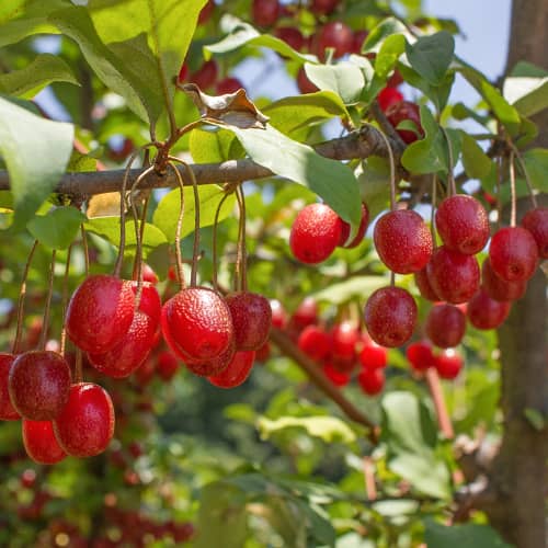 Elaeagnus umbellata Pointilla Sweet'N'Sour®, С2 termék fotó 1 Elaeagnus umbellata Pointilla Sweet'N'Sour®, С2 kép 1 termék 7771