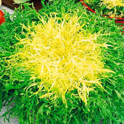 Endívia Avantgarde kép 1 termék 96611