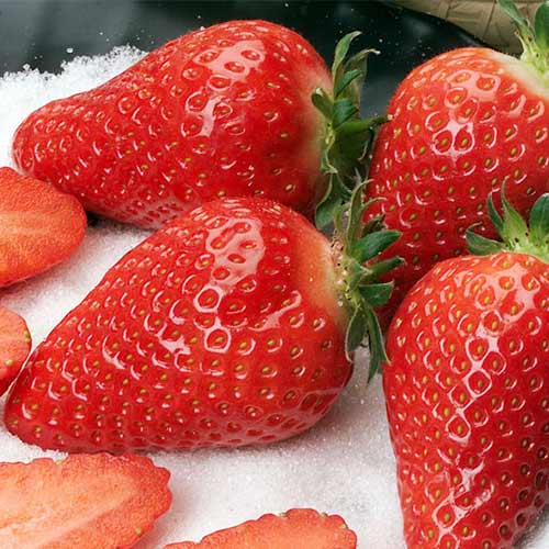 Eper Alba kép 1 termék 5391