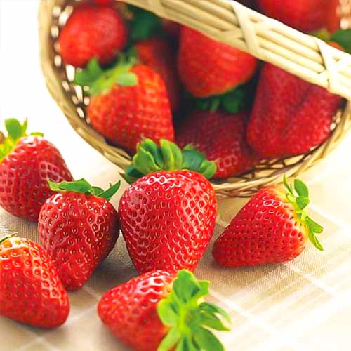 Eper Albion kép 1 termék 5392