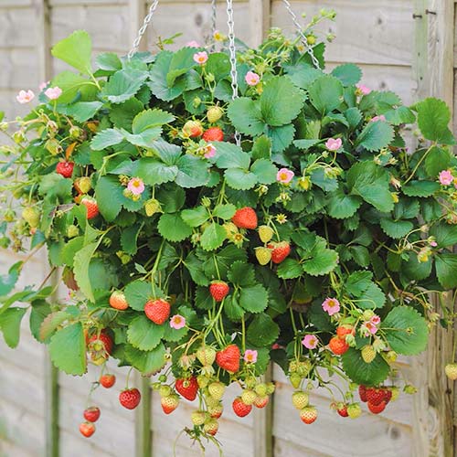 Eper Ampelnaya kép 1 termék 5393