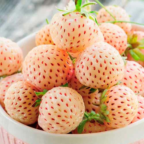 Eper Ananas kép 1 termék 5192