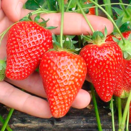 Eper Asia kép 1 termék 5394