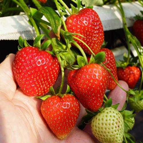 Eper Daroyal termék fotó 1 Eper Daroyal kép 1 termék 5396