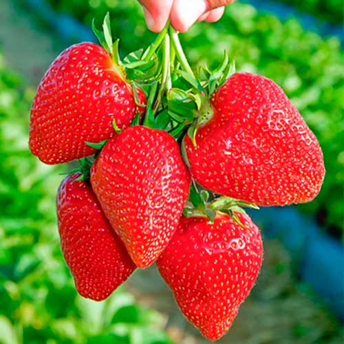 Eper Darselect kép 1 termék 5397