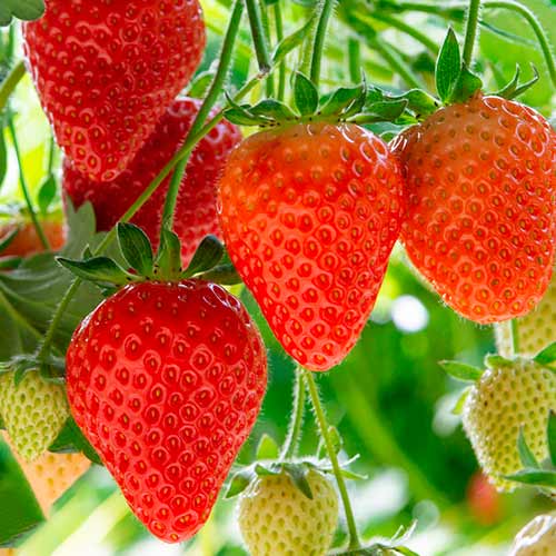 Eper Elegance kép 1 termék 5193