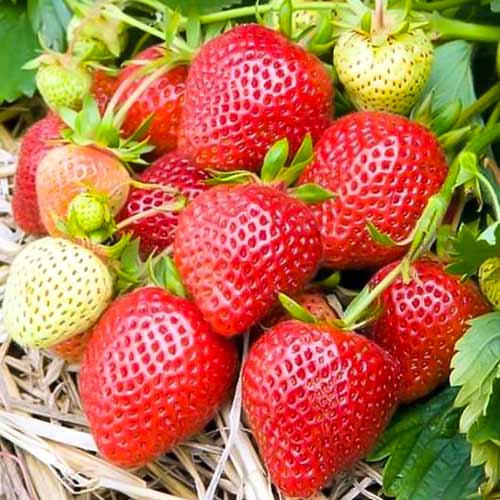 Eper Elianny termék fotó 1 Eper Elianny kép 1 termék 5398