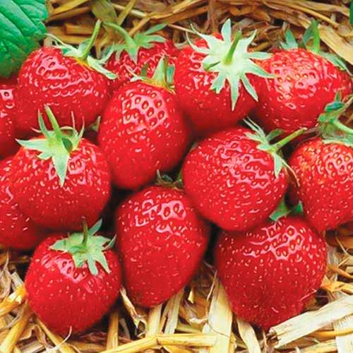 Eper Elsanta kép 1 termék 5399