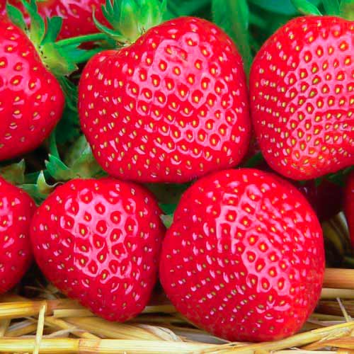 Eper Fenella kép 1 termék 5194