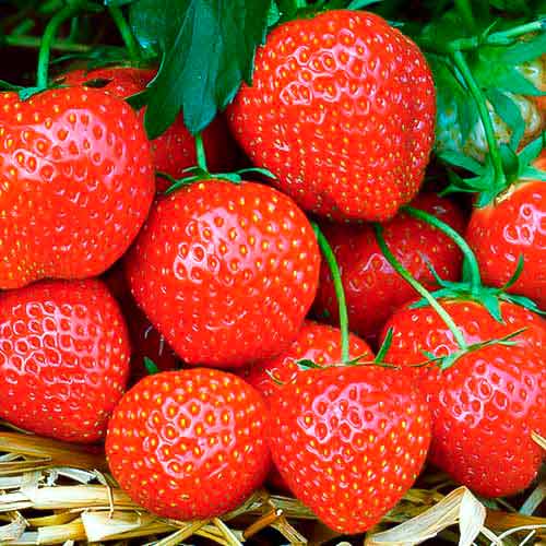 Eper Fernando kép 1 termék 5195