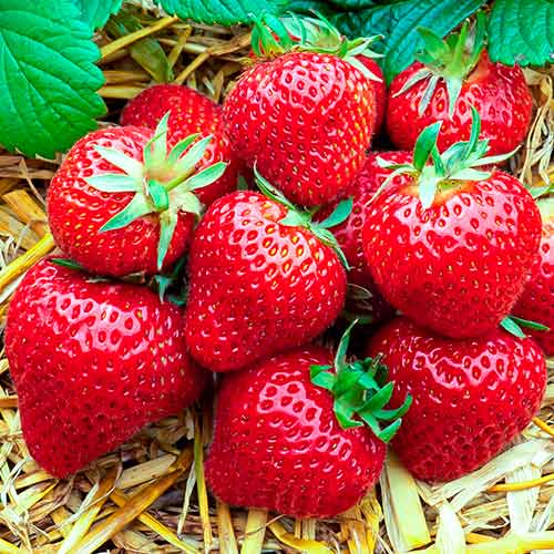 Eper Florence kép 1 termék 5400