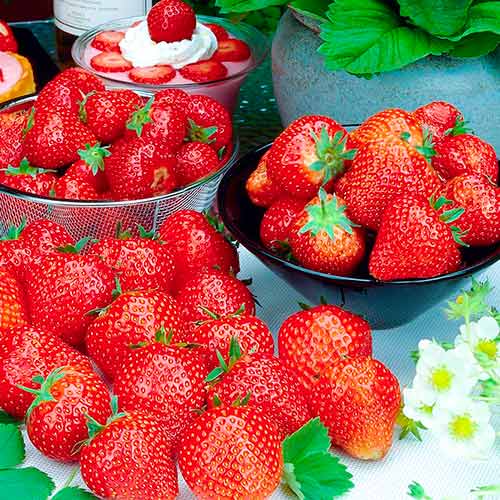 Eper Francesca kép 1 termék 5196