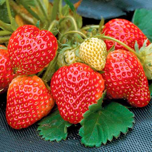 Eper Honeoye kép 1 termék 5402