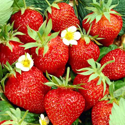 Eper Kimberly kép 1 termék 5403