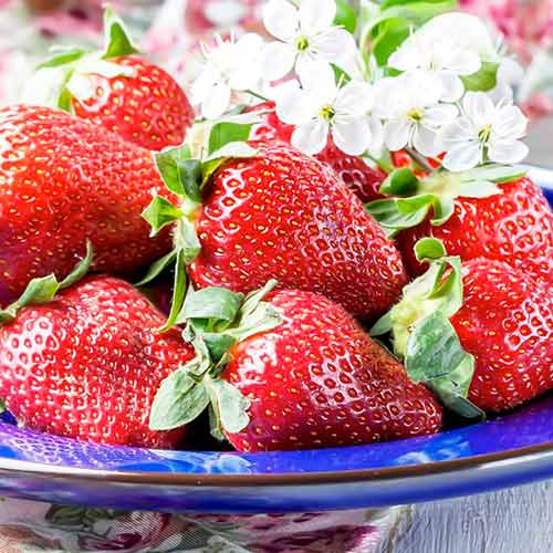 Eper Korona kép 1 termék 15831