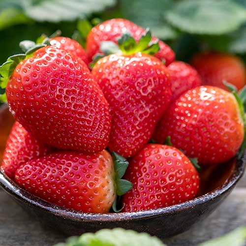 Eper Lauretta kép 1 termék 5198