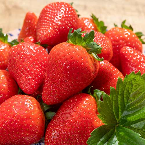 Eper Lola kép 1 termék 5199