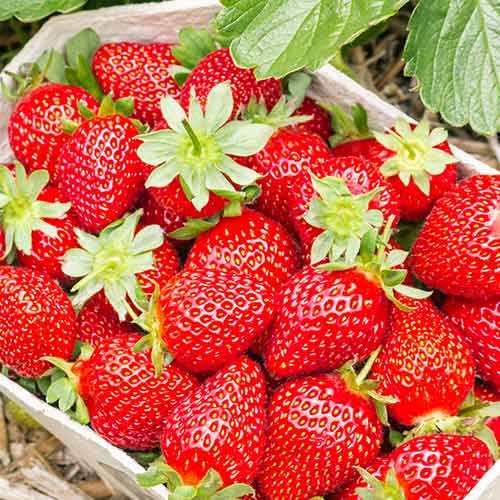 Eper Portola kép 1 termék 5410