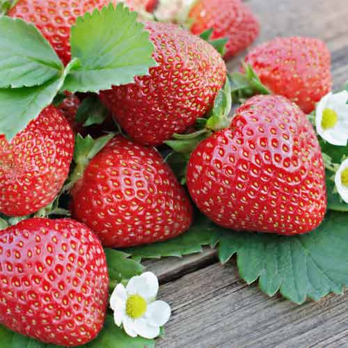 Eper Renaissance kép 1 termék 5201